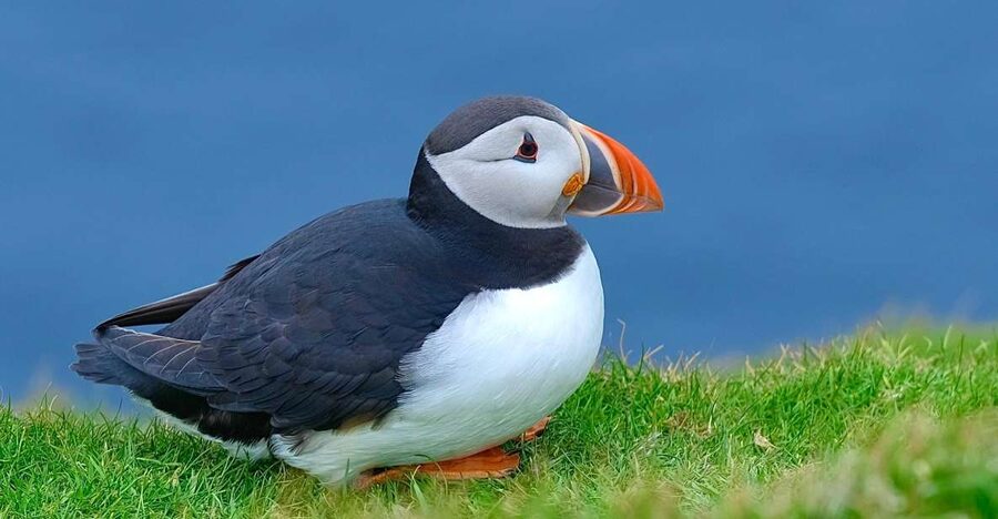 From Edinburgh: 6-Day Shetland & Nothernmost Explorer - Day 4: Unst, Muckle Flugga and Viking Shetland