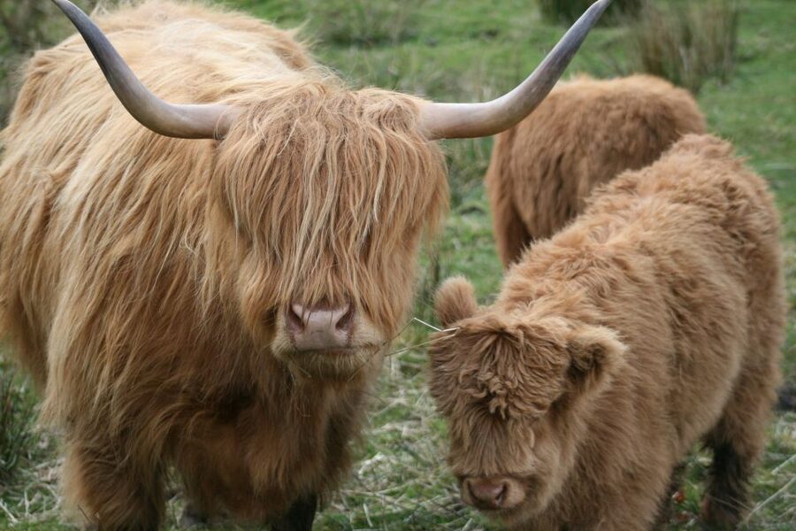 From Edinburgh: Best of Scotland Small-Group Day Tour - Who should book this day trip?