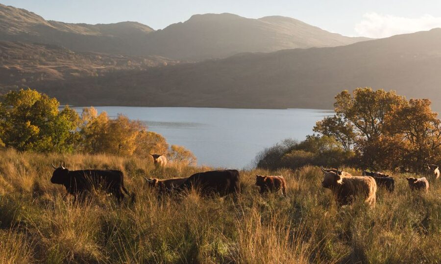 From Edinburgh: Glasgow & Scottish lakes Spanish Tour - The Spanish guide and transport shape the experience