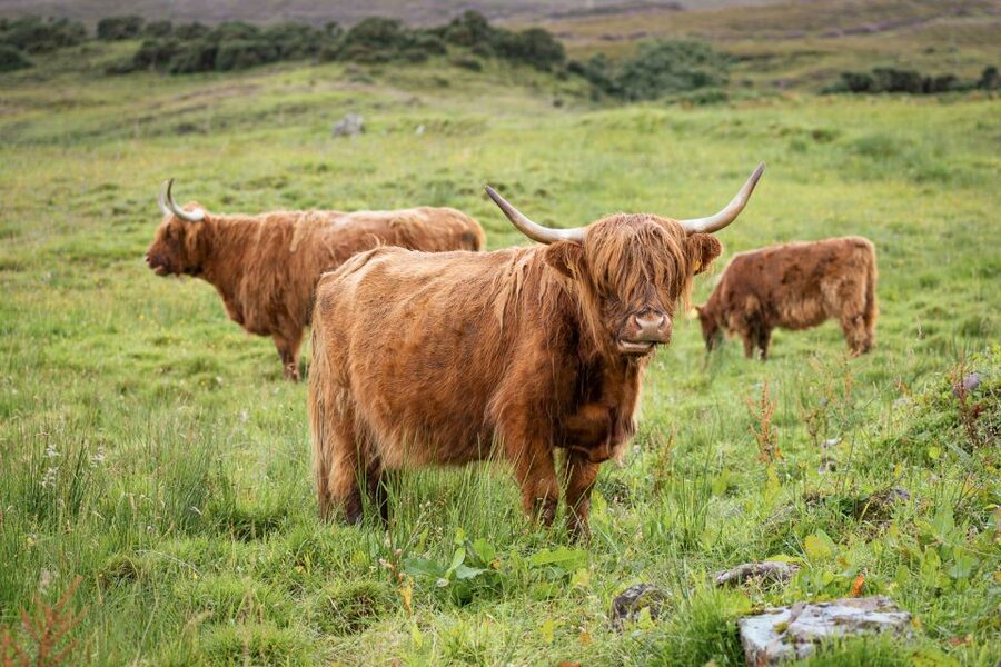 From Edinburgh: Loch Ness and The Highlands Tour - The Commando Memorial and Ben Nevis views