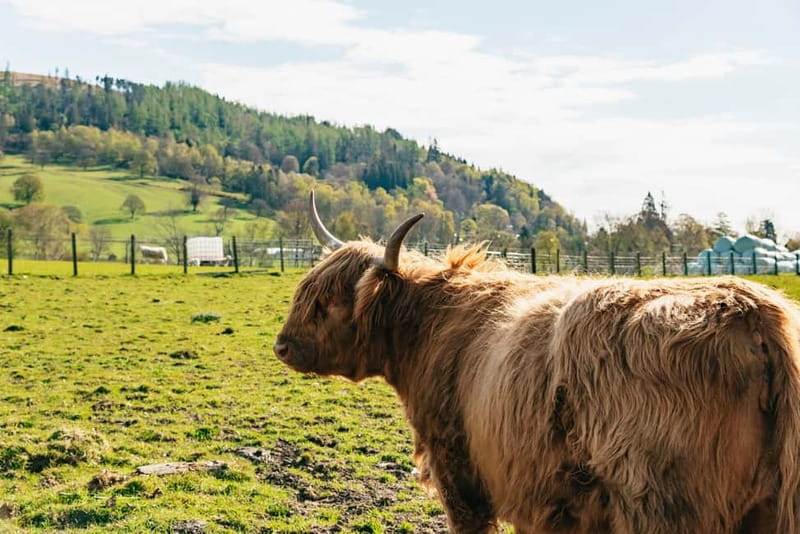 From Edinburgh: Loch Ness & Scottish Highlands Tour - Fort Augustus and the choice of Loch Ness cruise