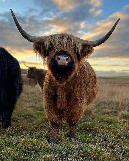 From Edinburgh: The Kelpies, Glencoe & Loch Lomond Day Tour - Why this private Highland day works