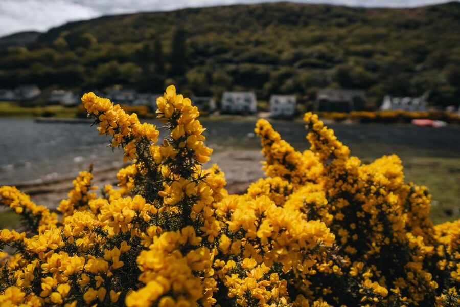 From Glasgow: A Day on the Isle of Arran with Admission - What the guide adds to the journey