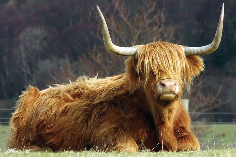From Glasgow: Oban, Glencoe & West Highland Castles Day Trip - Glencoe and Rannoch Moor