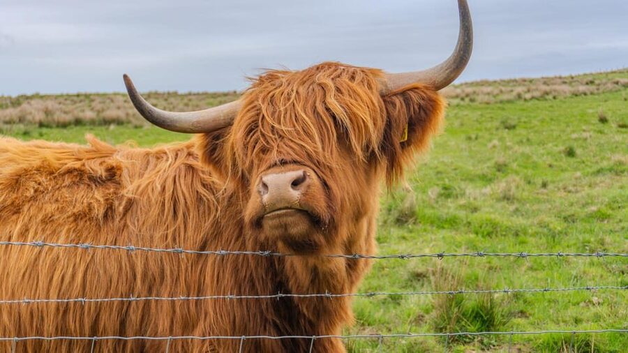 From Inverness: Cawdor Castle and Cairngorms National Park - Cawdor Castle and 100 minutes of gardens