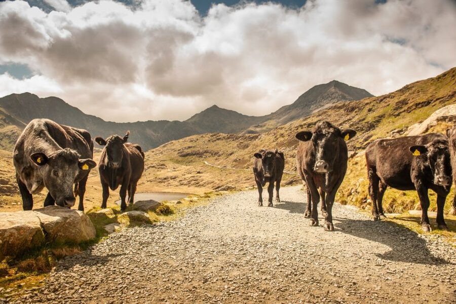From Manchester: 3-Day Tour of Snowdonia, Wales, and Chester - The value of $556.15 per person