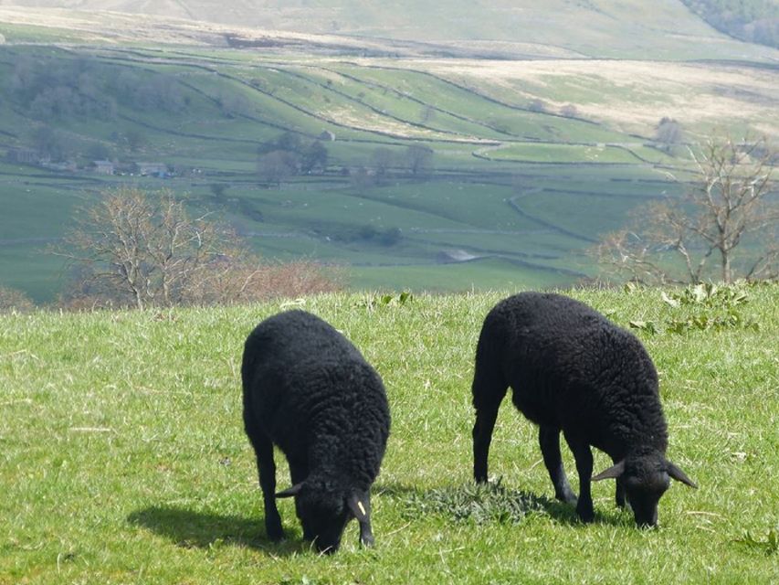 From York: Full-Day Yorkshire Dales Tour - Key points at a glance