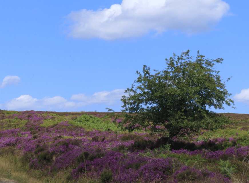 From York: North Moors and Whitby Tour - Two hours in Whitby is enough for a taste