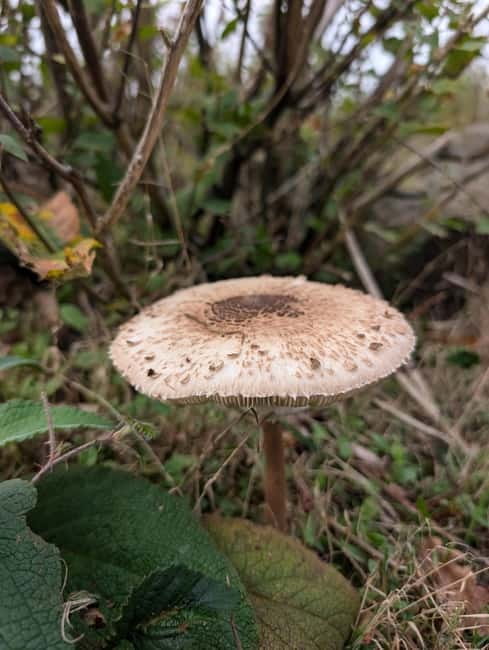 Guided Nature Tour: Pilgrims Way & Bigbury Fort - A quiet walk with more to notice