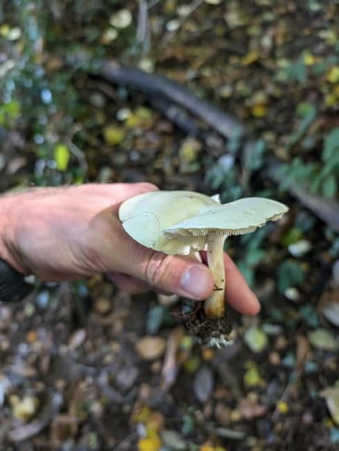 Guided Nature Tour: Pilgrims Way & Bigbury Fort - Who will enjoy this woodland walk?