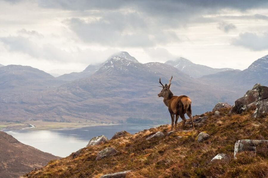 Inverness: Applecross, Loch Carron & Wild Highlands Day Tour - Loch Torridon and the return through Beinn Eighe