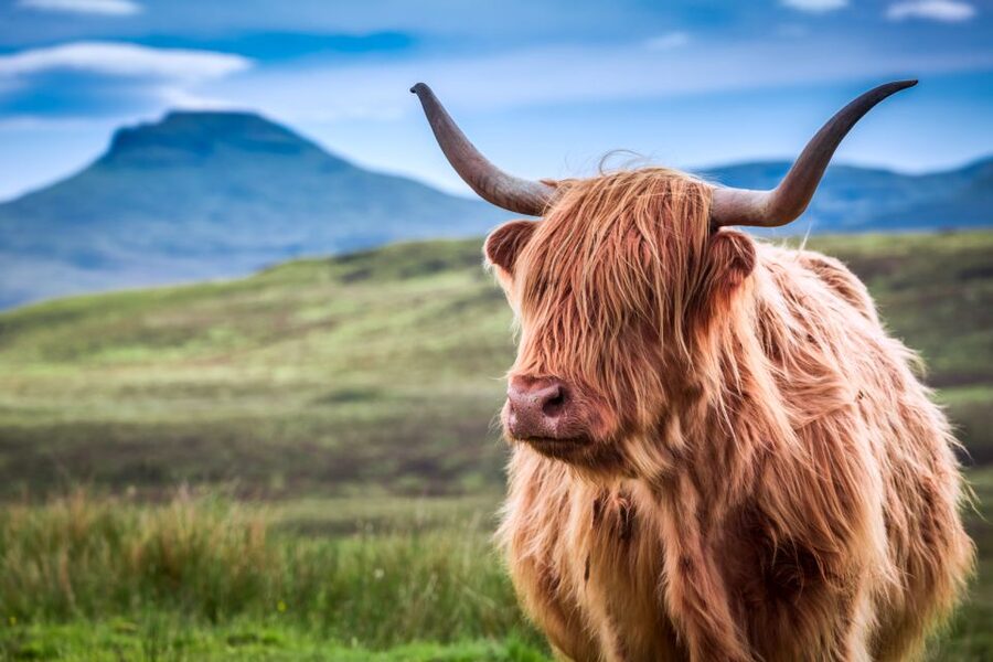 Inverness: Isle of Skye and Eilean Donan Castle Day Trip - Returning through Loch Carron and Kyle of Lochalsh