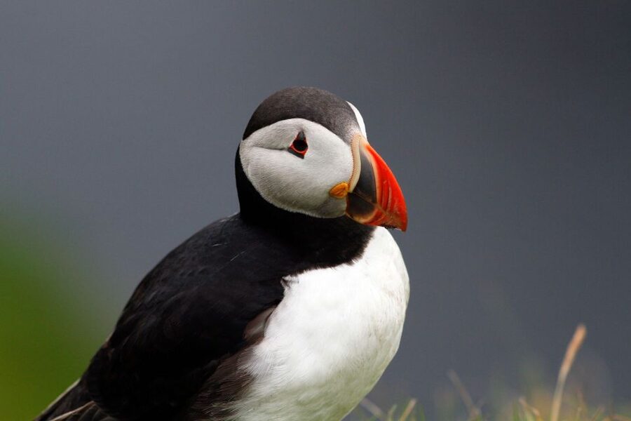 Inverness: Moray Coast, Wildlife and Speyside Whisky Tour - Portknockie and Bow Fiddle Rock