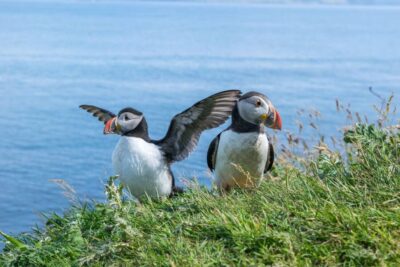 Moray Coast, Wildlife and Speyside Whisky Tour