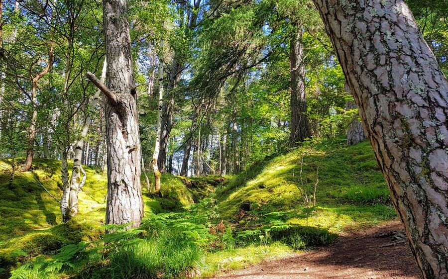 Inverness: Private Secret Hike to the Shores of Loch Ness - What $380 per person buys you