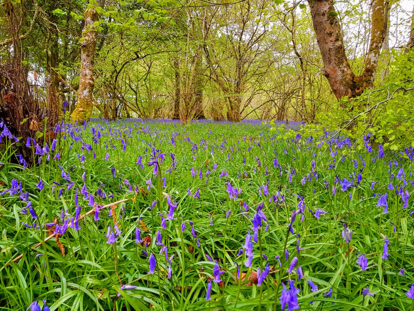 Inverness: Private Secret Hike to the Shores of Loch Ness - Back roads, Highland scenery, and Dores Beach