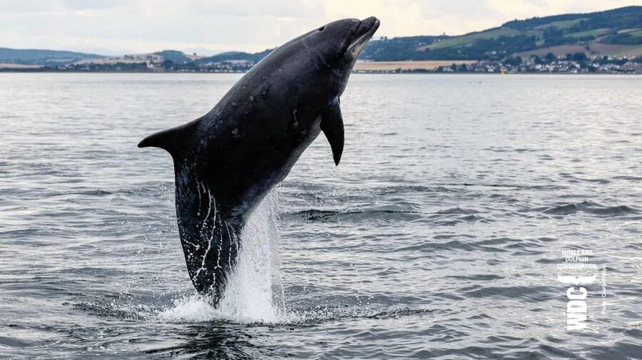 Inverness: Wildlife Watching Cruise to Chanonry Point - Watching for dolphins near Chanonry Point