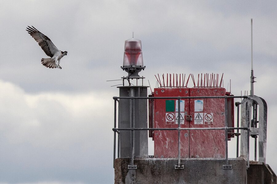 Inverness: Wildlife Watching Cruise to Chanonry Point - Seats, platforms, toilets, and the cafe