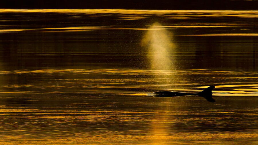 Inverness: Wildlife Watching Cruise to Chanonry Point - How the two-hour timing affects the value