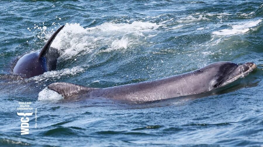 Inverness: Wildlife Watching Cruise to Chanonry Point - Who will enjoy this cruise most