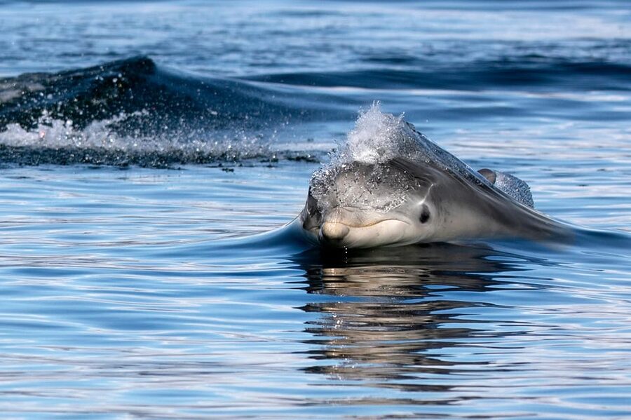 Inverness: Wildlife Watching Cruise to Chanonry Point - Booking, cancellations, and a sensible plan
