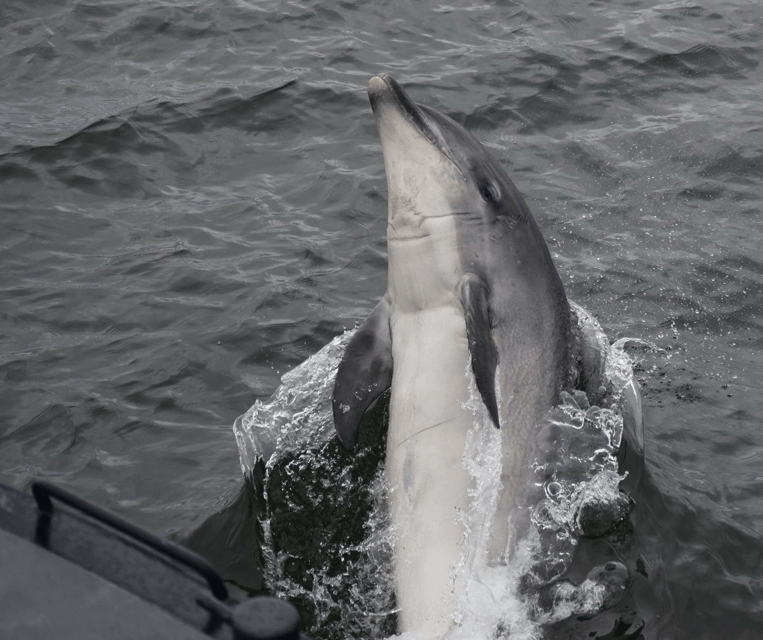 Inverness: Wildlife Watching Cruise to Chanonry Point - Should you book the Dolphin Spirit cruise?