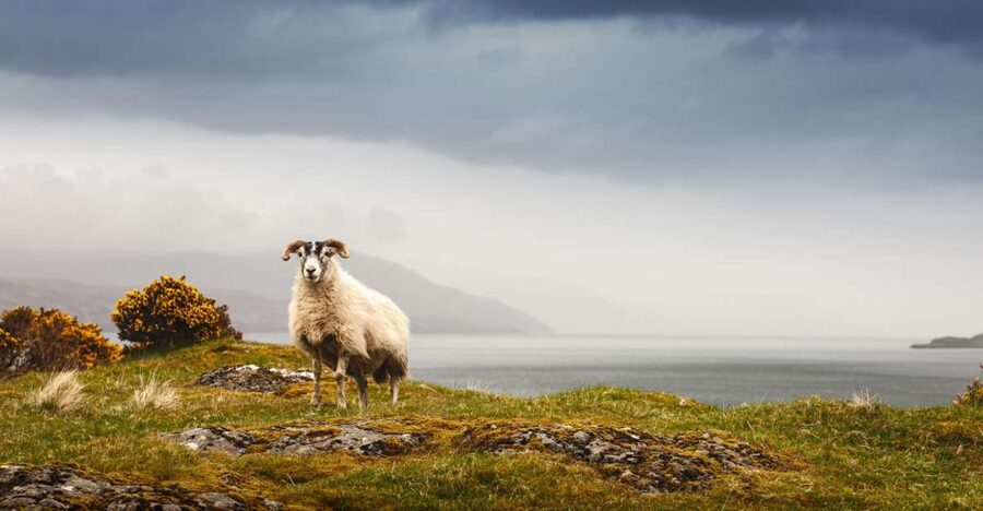 Isle of Mull and Iona 3-Day Small-Group Tour from Glasgow - Who will get the most from this tour