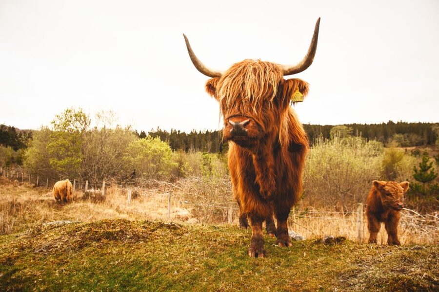 Isle of Skye and the Highlands 5-Day Tour from Edinburgh - Day 5: Eilean Donan, Fort William, and Glencoe