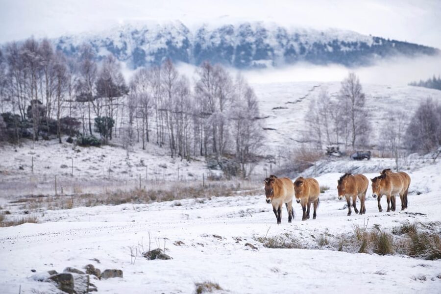 Kingussie: Highland Wildlife Park Entry Ticket - Key points at a glance