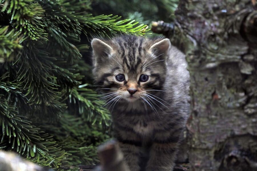 Kingussie: Highland Wildlife Park Entry Ticket - Best ways to plan your day