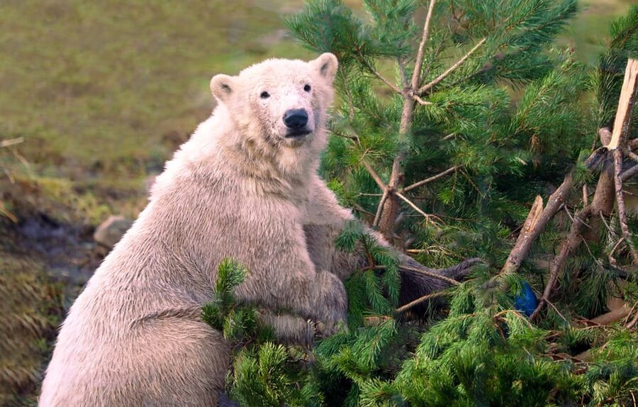 Kingussie: Highland Wildlife Park Entry Ticket - Why Highland Wildlife Park feels different from a standard zoo