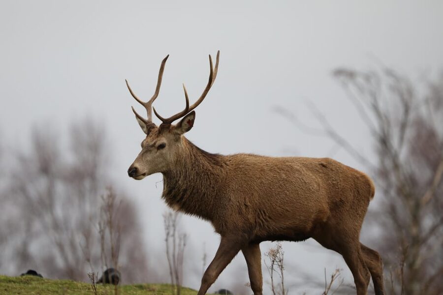 Kingussie: Highland Wildlife Park Entry Ticket - The drive route: bison, deer, and elk at your own pace