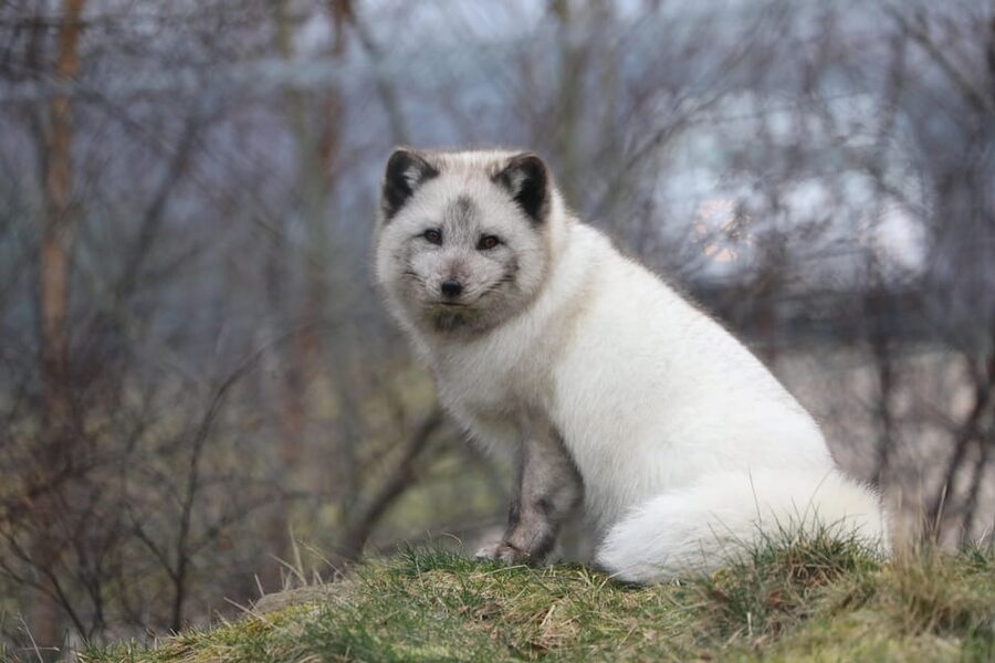 Kingussie: Highland Wildlife Park Entry Ticket - Talks and keeper conversations add useful context