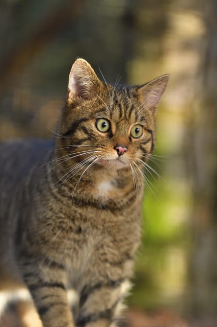Kingussie: Highland Wildlife Park Entry Ticket - Take a proper break instead of rushing through