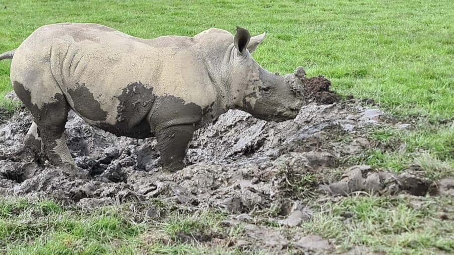 Knowsley: Safari Entry Tickets - The drive through Knowsley’s 550 acres