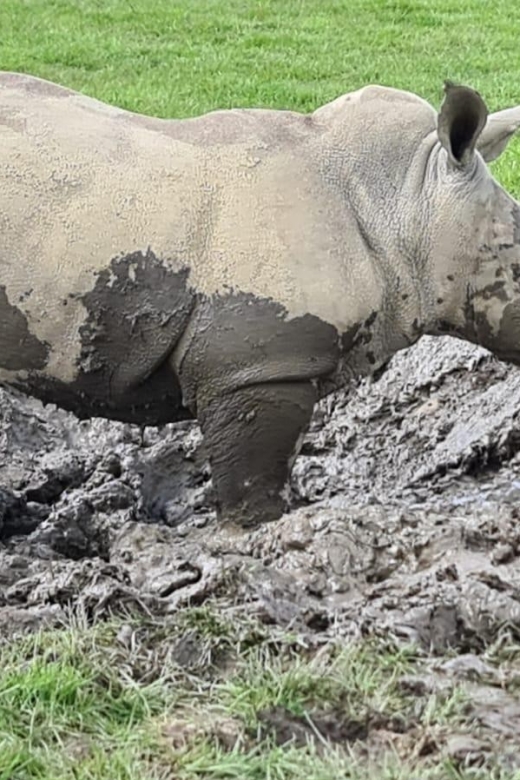 Knowsley: Safari Entry Tickets - Lions, baboons, camels, and rhinos from your car