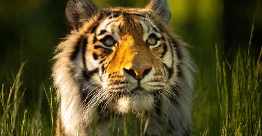 Knowsley: Safari Entry Tickets - Staff talks and displays give the animals context