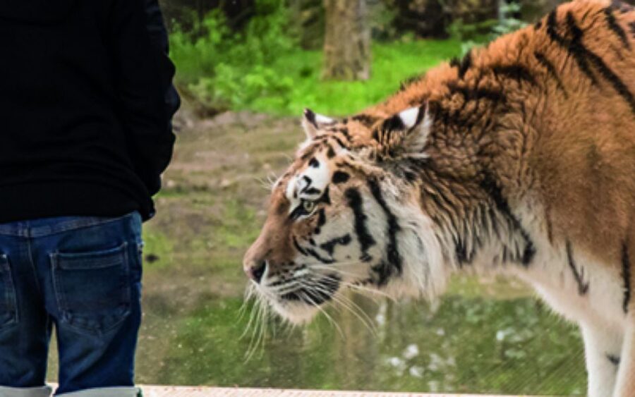 Knowsley: Safari Entry Tickets - A quiet walk around the lake