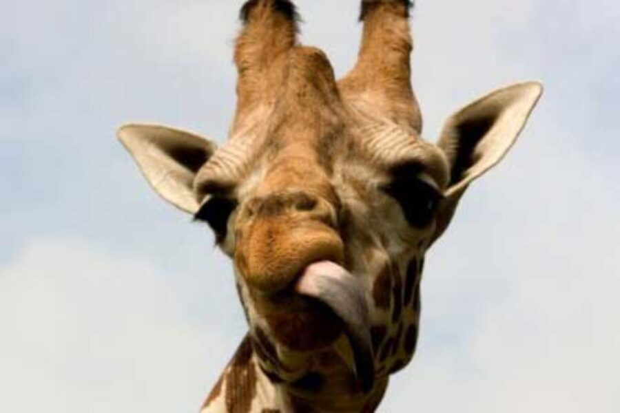 Knowsley: Safari Entry Tickets - What the $33 ticket really includes