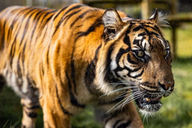 Leicestershire: Twycross Zoo Entry Ticket - Key points to know before you go