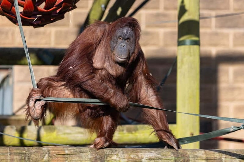 Leicestershire: Twycross Zoo Entry Ticket - Why Twycross Zoo works for a full family day