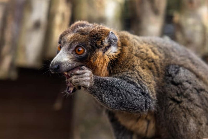 Leicestershire: Twycross Zoo Entry Ticket - Who will enjoy Twycross Zoo most