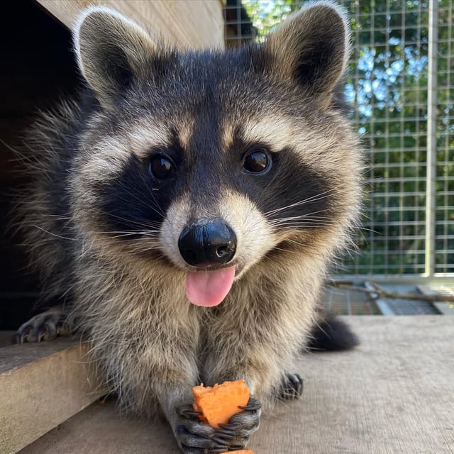 Lincolnshire: ARK Wildlife and Dinosaur Park Entry Ticket - A rescue sanctuary with more than a zoo visit