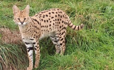 Lincolnshire: ARK Wildlife and Dinosaur Park Entry Ticket