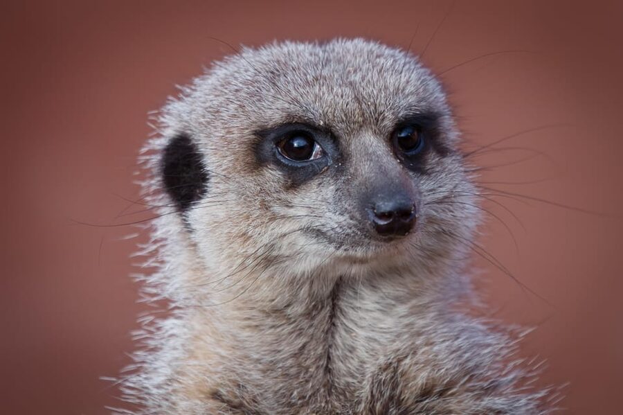 Lincolnshire: ARK Wildlife and Dinosaur Park Entry Ticket - Practical details for your visit