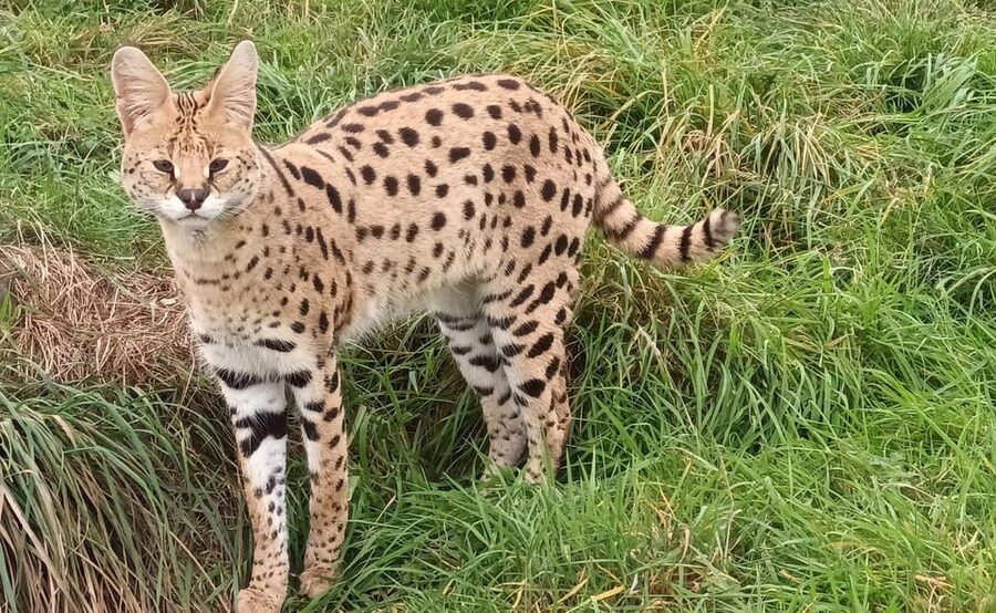 Lincolnshire: ARK Wildlife and Dinosaur Park Entry Ticket - Lemur Lake and Lincolnshire’s rescued primates