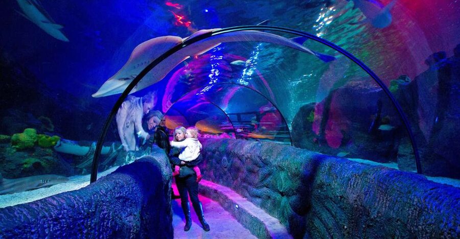 Loch Lomond: Sea Life Entrance Ticket - Key things to know before you go