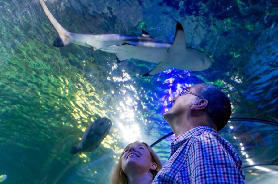 Loch Lomond: Sea Life Entrance Ticket - From Loch Lomond waters to tropical reefs