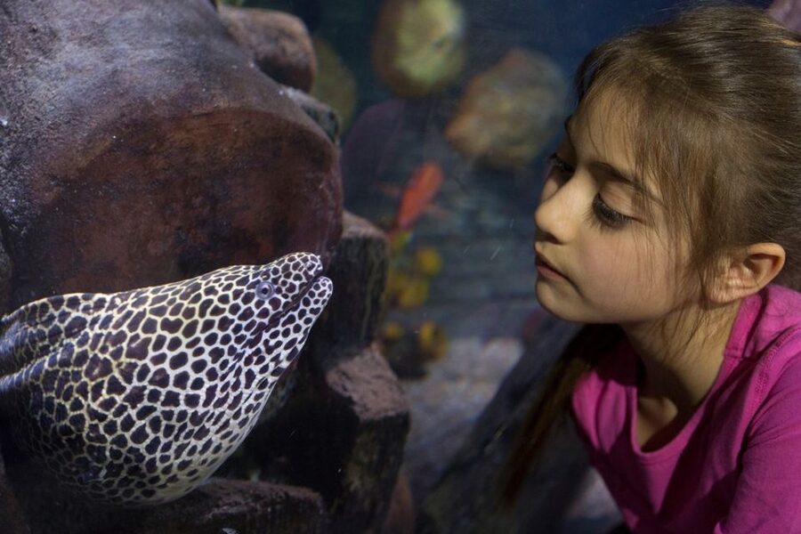 Loch Lomond: Sea Life Entrance Ticket - The Lair of Claws
