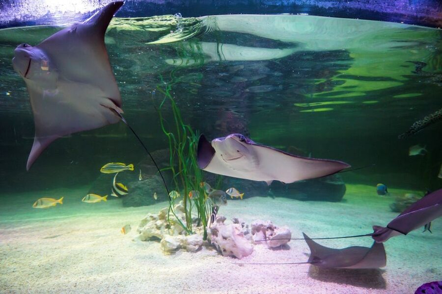 Loch Lomond: Sea Life Entrance Ticket - The Bay of Rays